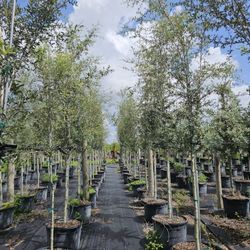 Live Oak Green Bottom Wood Silver Bottom Wood 