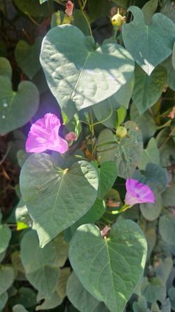 Morning Glory vine,  lavander flowers