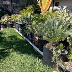Cycads. For Sale
