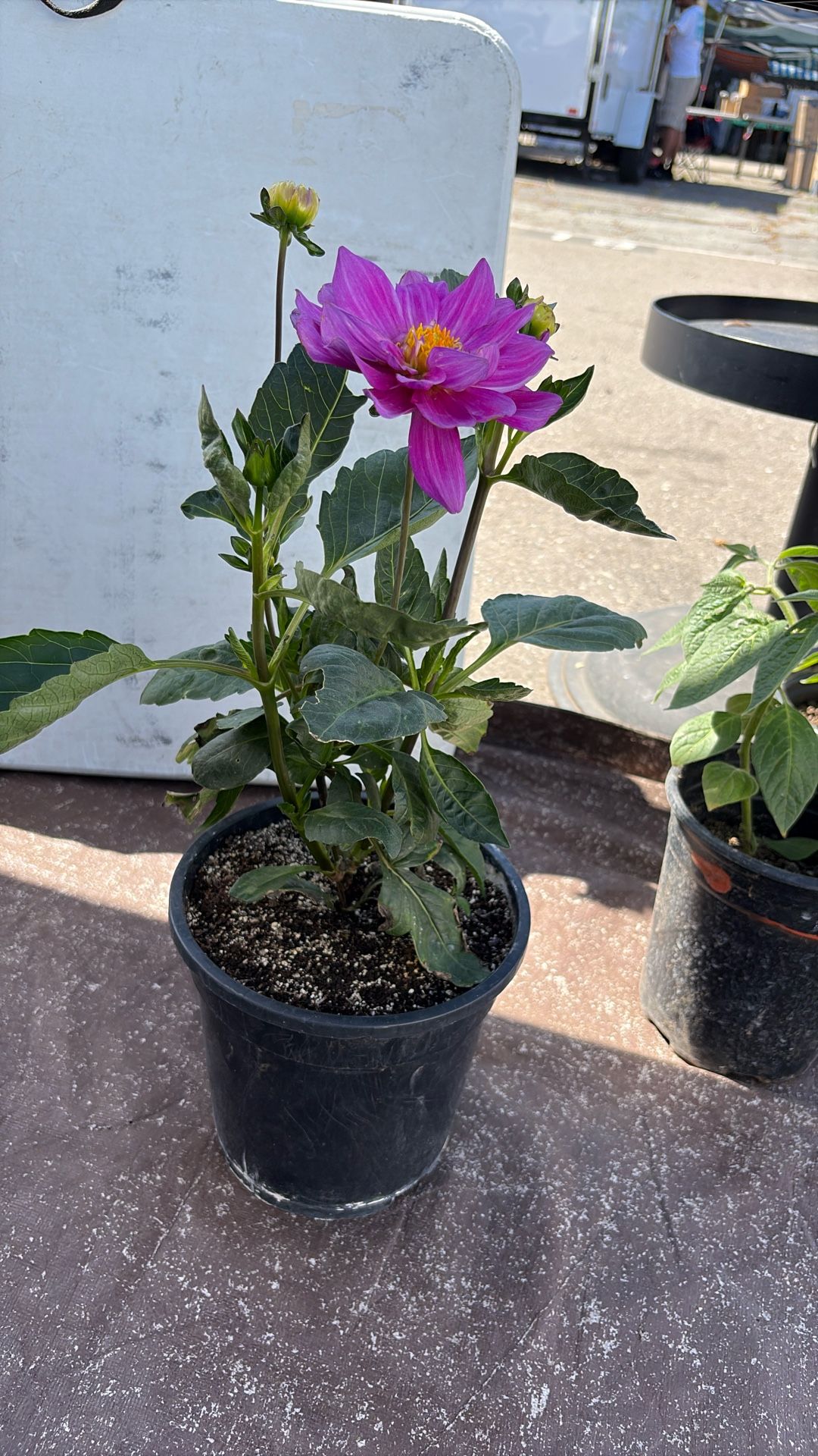 Flor Dalia