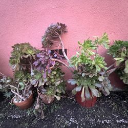 Outside Plants For Sale - Make Me An Offer 