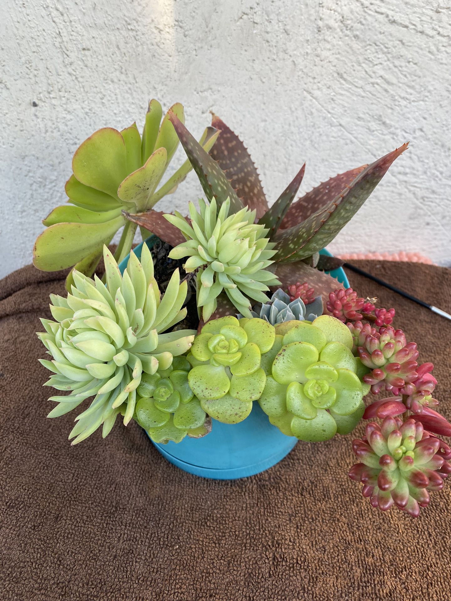 Succulents 