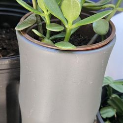 Jade Plant With Ceramic  Pot