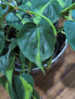 Pothos Plants