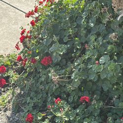 Plants For Sale