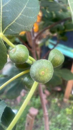 Chicago hardy fig tree