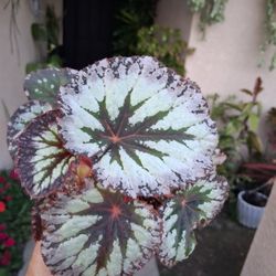 Begonia Fireworks Plant $18