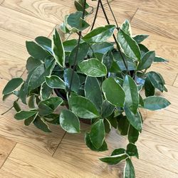Hoya carnosa 'Krimson Queen