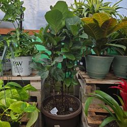 Fiddle Leaf Tree
