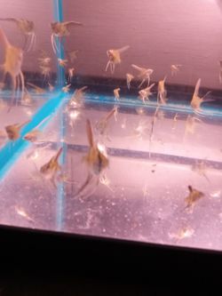 Panda And Zebra Angels