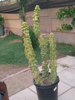 Totem pole cactus