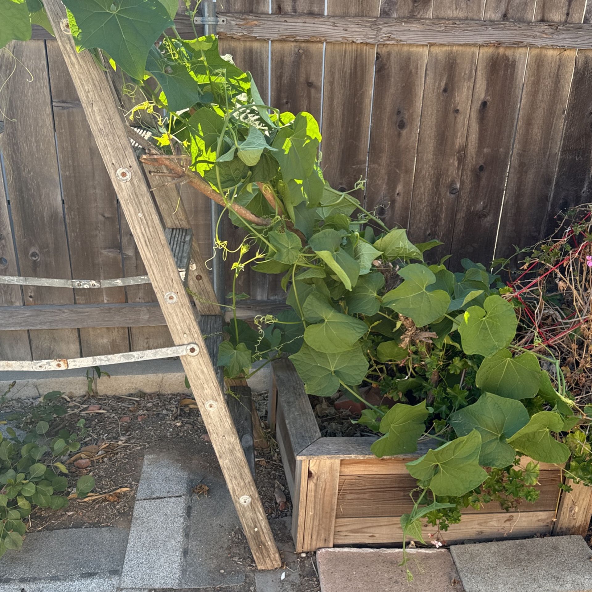 Okra Fruit Plant