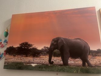 Elephant Wall Art