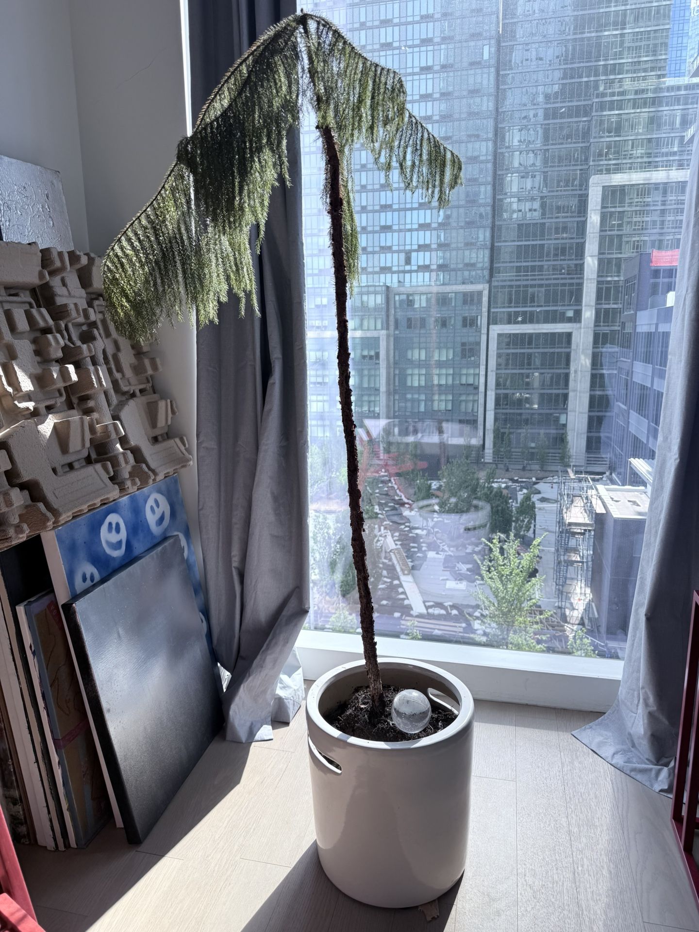 Indoor Norfolk Island Pine. Planted in a white ceramic pot. Needs some TLC.N
