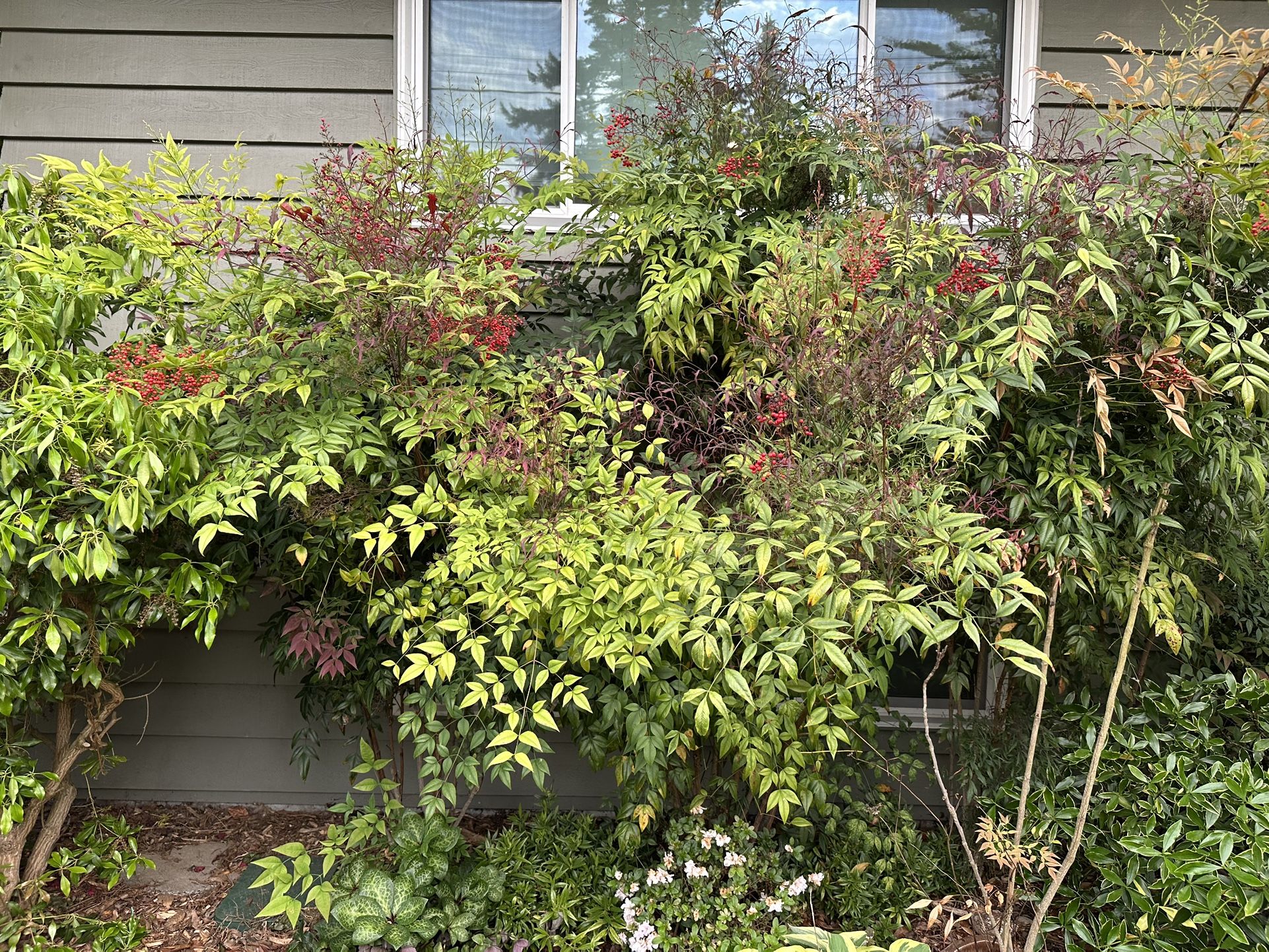 Free Plants - Nandina / Heavenly Bamboo