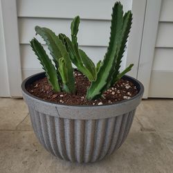 Stapelia gigantea succulent—fixed price. Please inquire only if genuinely interested.