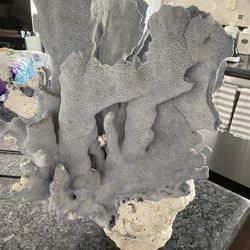Coral
