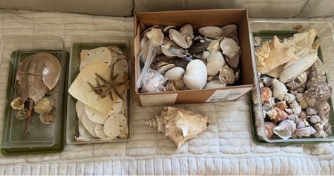 Antique seashell collection