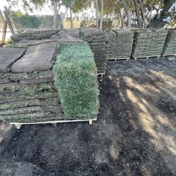 Grass And Sprinklers $3