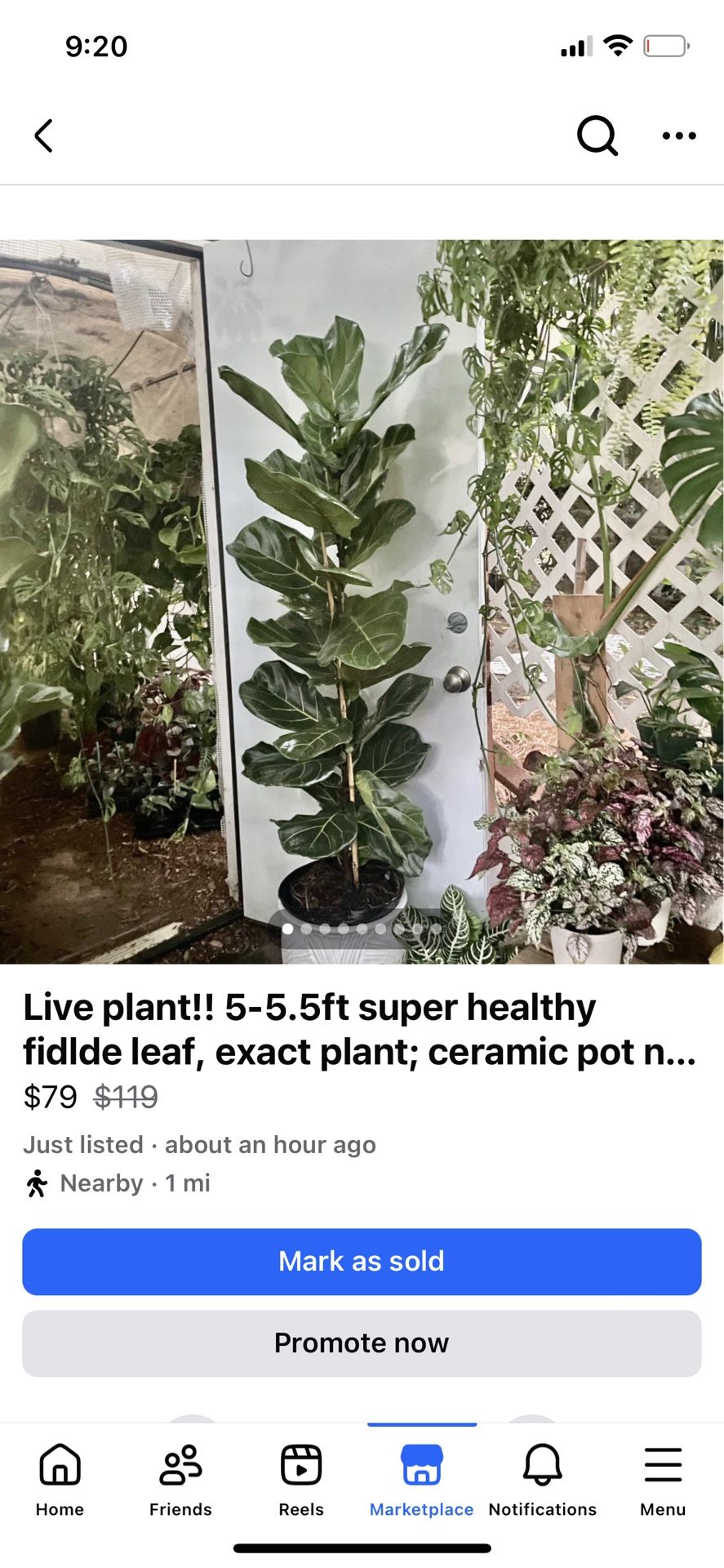 Live plant!! ~5ft super healthy fidlde leaf, exact plant; ceramic pot not included, 95820