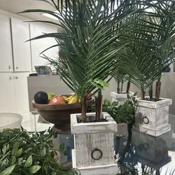 Plant Decor
