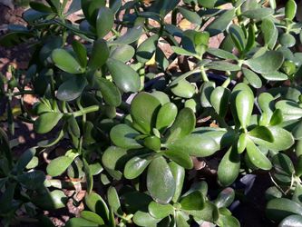 Jade Plant