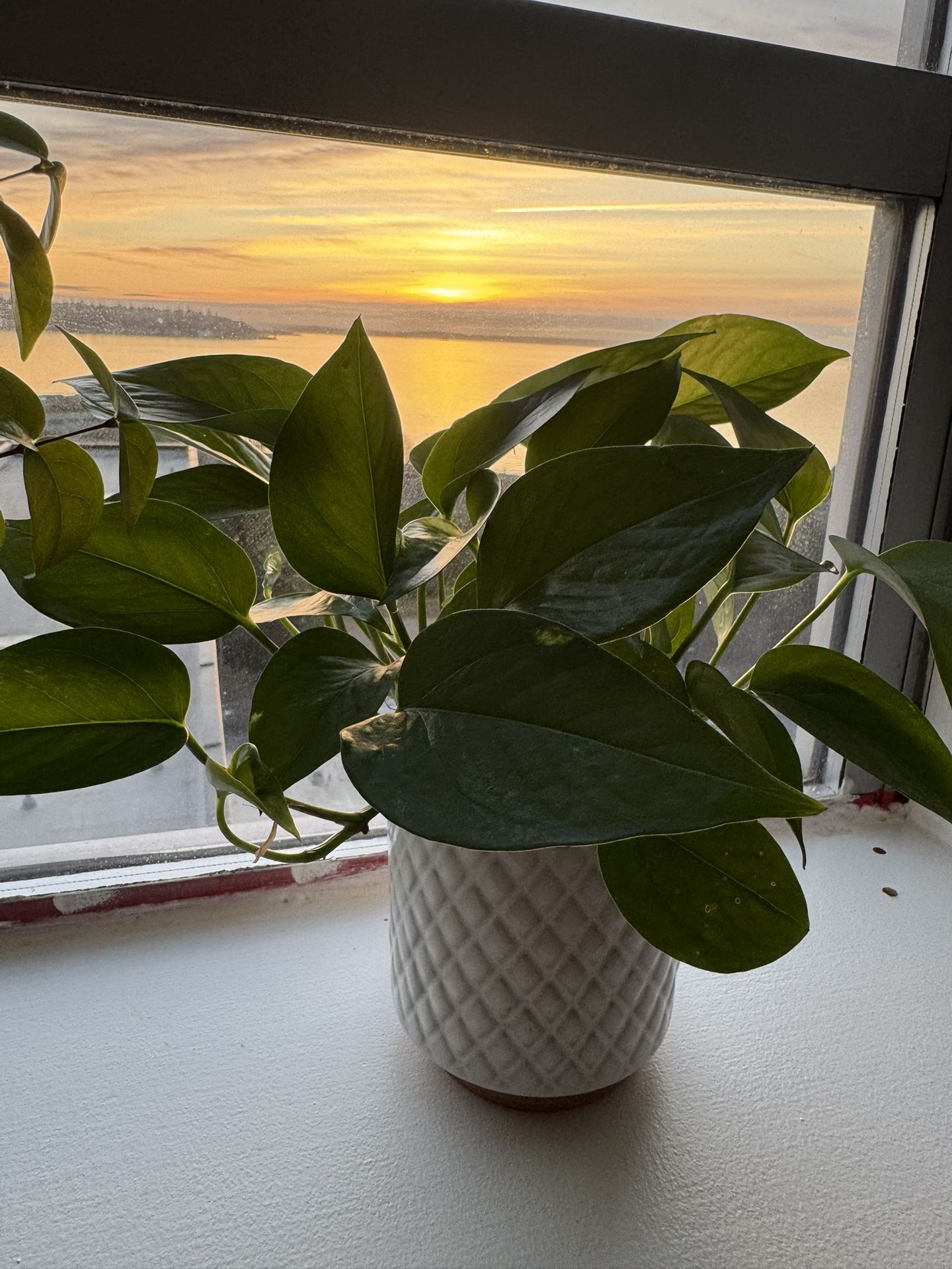 Money Plant ( Pothos)