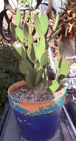 🌵CACTUS 🌵 