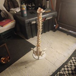 Spine Model