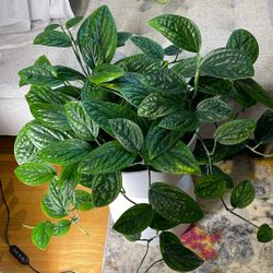 Real Monstera Peru Plant With Beautiful Planter