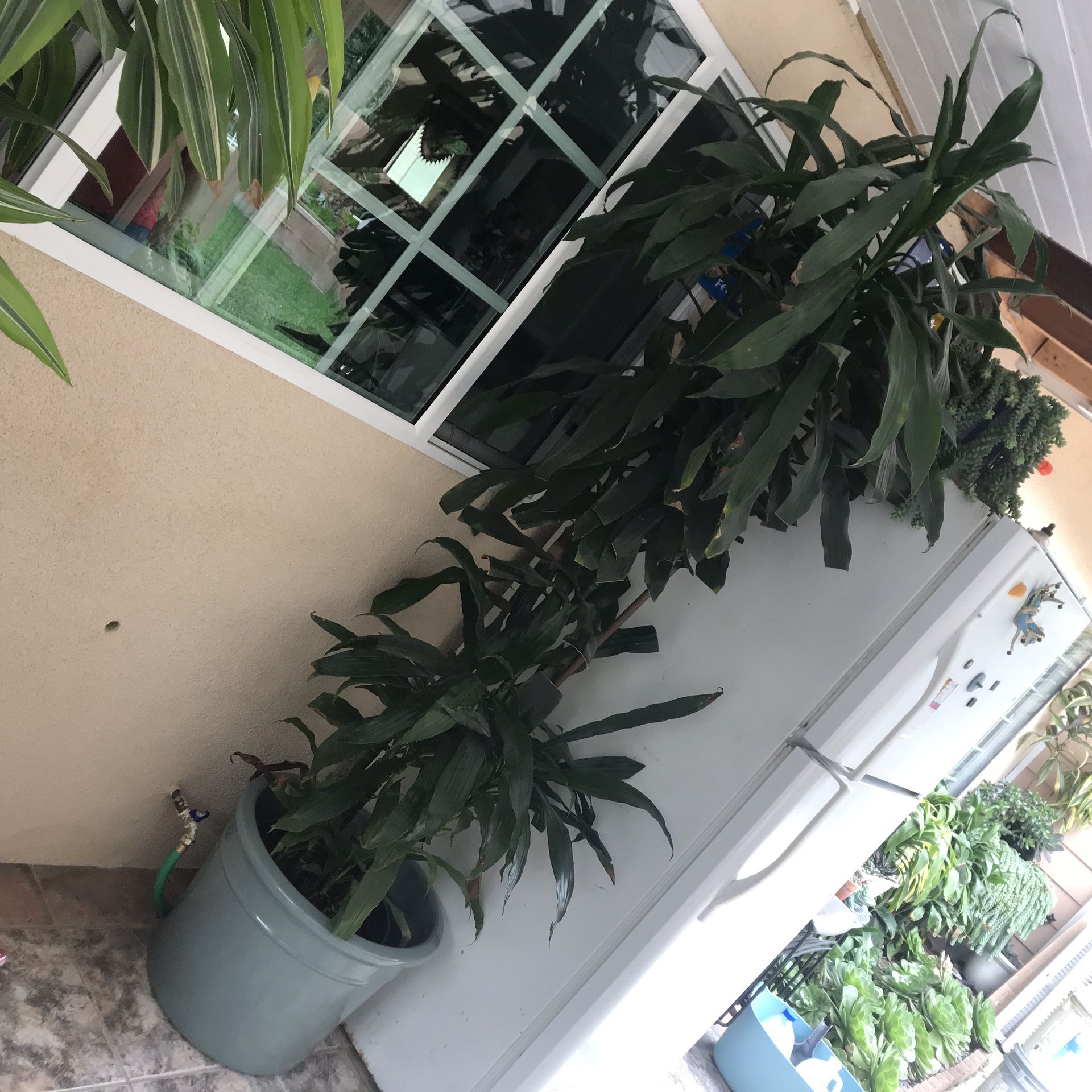 Over 6ft Plant with Ceramic Blue Pot