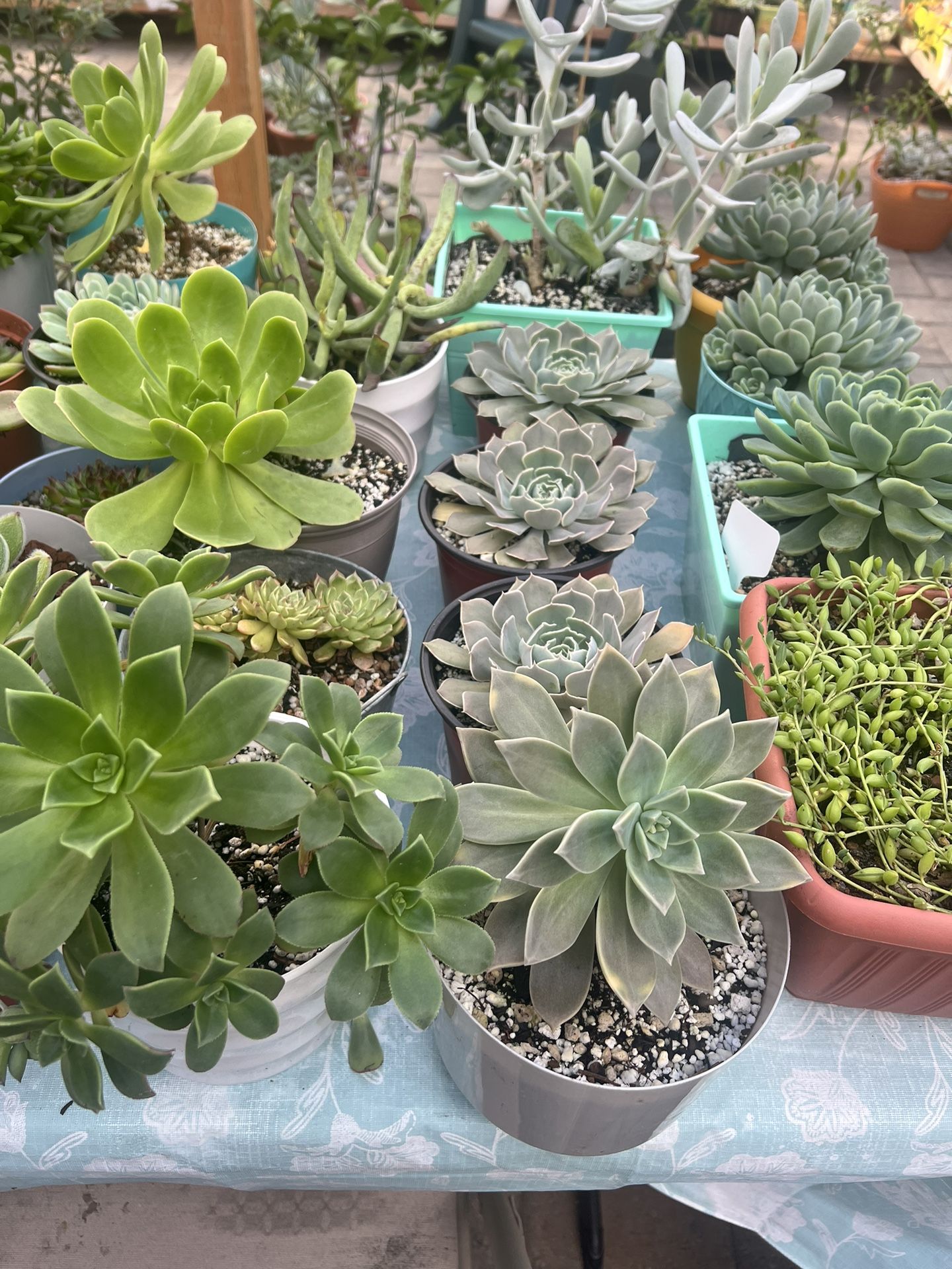 Succulents