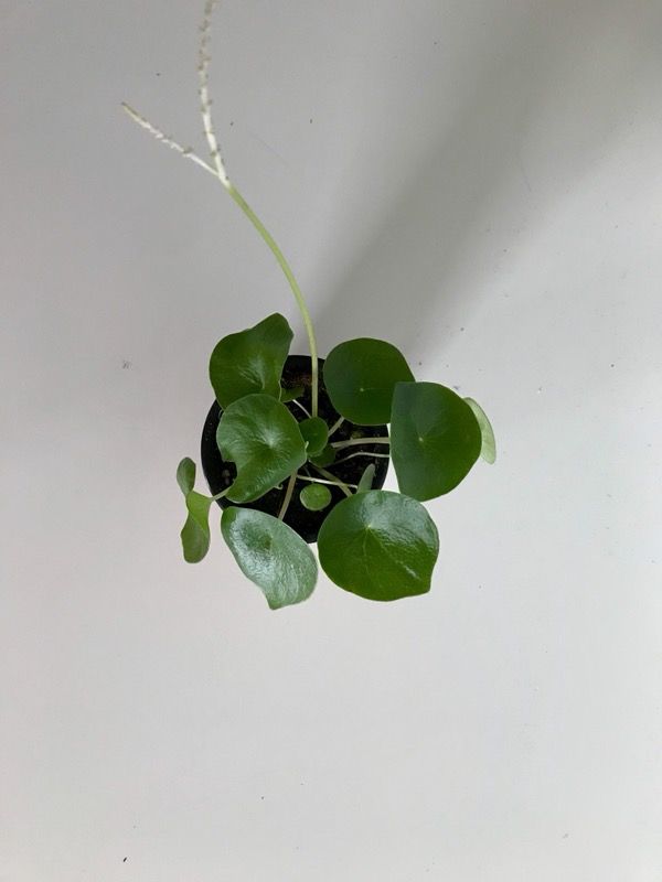 Peperomia campylotropa or fake Chinese money plant