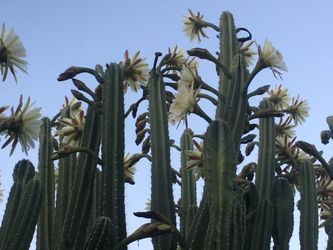 FREE Night Blooming Cactus