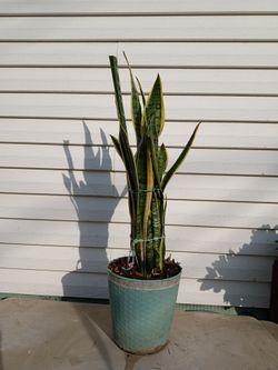 Sansevieria laurenti plant