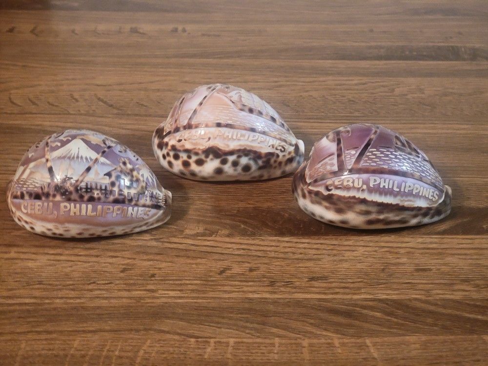 3 Pictured Sea Shells