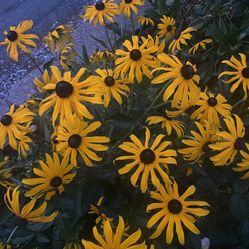 Black Eyed Susan Flower Plant Starter In Pot 