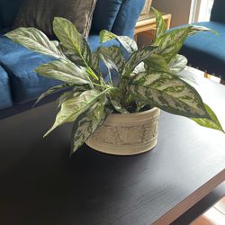 Visa With Plant 🌱 It Is Fake