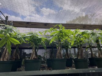 Money Tree In 6” Pot. SPECIAL PRICE 🤩