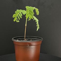 Tamarind  Tree Seedling 
