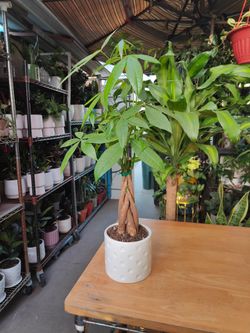 Money Trees