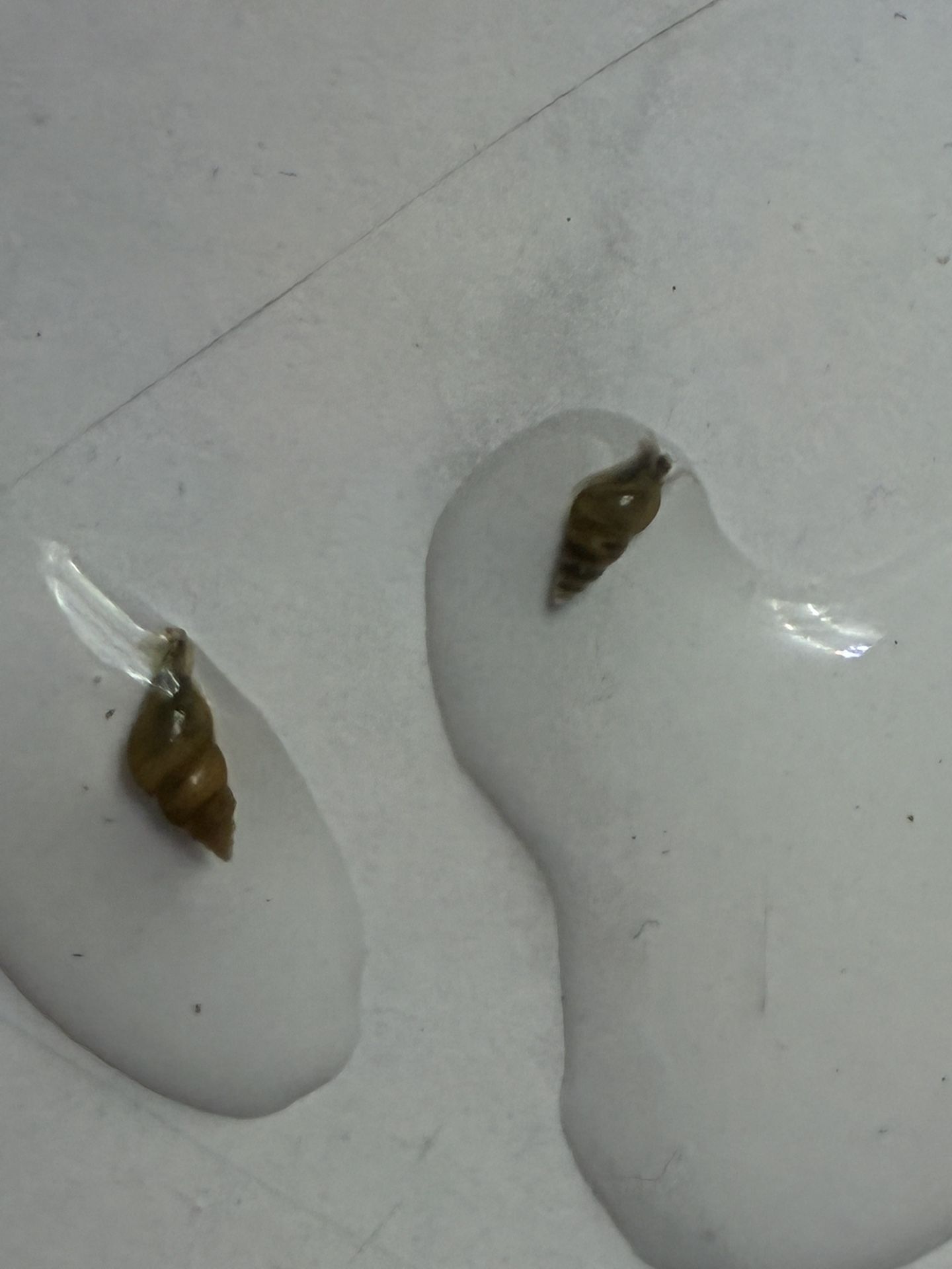 Assassin Snail Decor