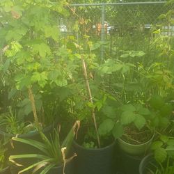 Raspberry bush