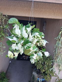 RARE & NEW Pothos Manjula "DOLLY " Plant $48