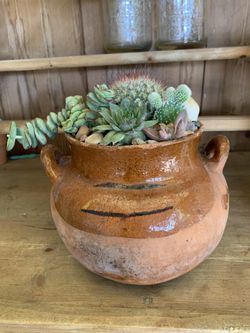 Beautiful Succulent Arrangements