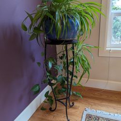 Spider Plant & Ivy Combo In Blue Ceramic Pot With Metal Stand