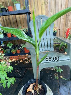 Parrots beak or fake bird of paradise 