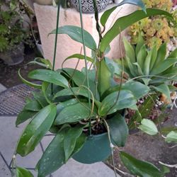 Hoya Rígida Plant $40