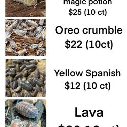 Isopod / Bioactive Cleanup Crew 