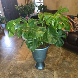 3ft 9in Tall Gorgeous Monstera Plant